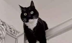 网红惊讶猫叫什么