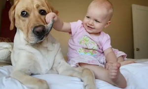 在狗狗眼里,婴儿是什么