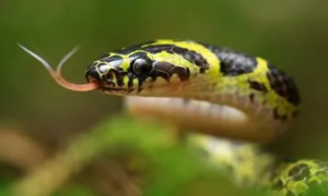 黑黄蛇是什么蛇有毒吗