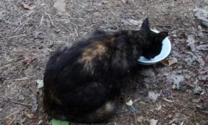 院子里发现一只猫，给它吃了一碗肉，就被选中当它的铲屎官