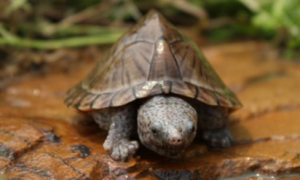 麝香龟最爱吃的10种食物