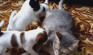 小狗围着猫咪要奶喝，猫咪被迫当“保姆”，惊愕表情萌哭网友