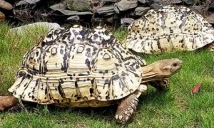 东非豹纹陆龟能长多大