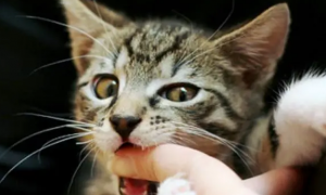 小猫咪爱咬人手是怎么改
