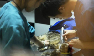 宠物医疗现状调查：花2万没救活自家猫，濒死时医生不知如何操作
