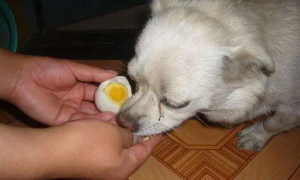 幼犬可以吃蛋黄吗