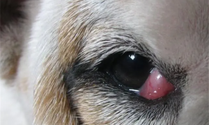 狗眼睛长了小肉球怎么治
