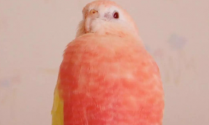 秋草鹦鹉是什么品种