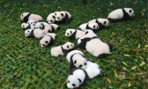 《大熊猫的寿命及影响因素》：解析大熊猫寿命长短的原因