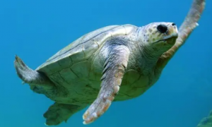 海龟用什么呼吸