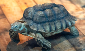 苏卡达陆龟7年长多大