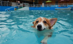 狗刨式游泳丢人吗