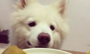 狗能吃糯米吗
