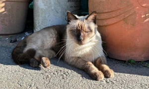 可怜的老暹罗猫，年龄大，眼睛又全盲，但乖巧亲人，只为有个家