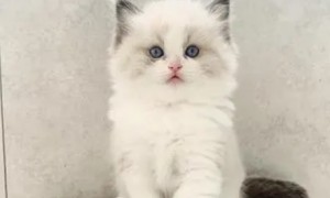 布偶猫幼崽一般多少钱