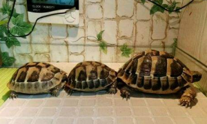 欧洲陆龟和赫曼陆龟的区别哪个好养