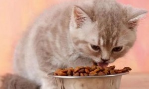 小猫多久可以吃猫粮