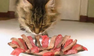 小猫喜欢吃什么
