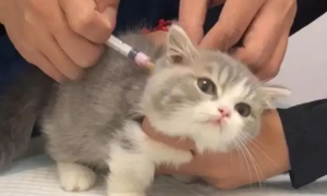 幼猫多大开始打疫苗