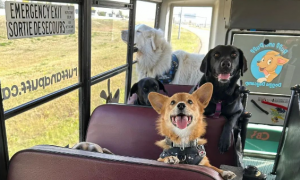 网友每天开狗狗巴士，带一车狗子去公园玩耍，这样的工作你羡慕了吗？