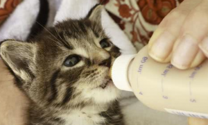 人工喂小猫喝奶的正确动作视频