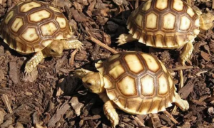 苏卡塔尔陆龟在中国可以养吗