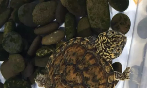 虎纹麝香龟寿命