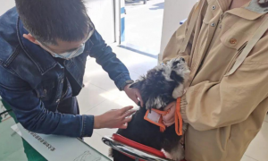 @“毛孩子”爸妈，松江这23家宠物医院可提供“免疫+办证”一门式服务