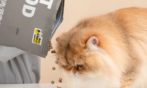 毛星球猫粮，毛星球猫粮怎么样是国产的吗
