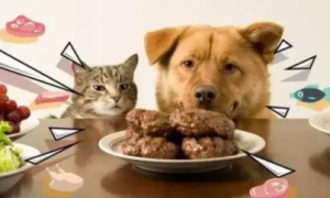 狗能吃猫粮食吗