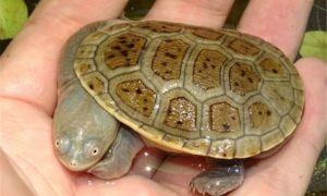 三蛇颈龟能长多大