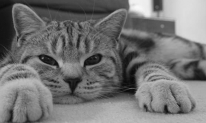 猫抑郁的表现有哪些症状