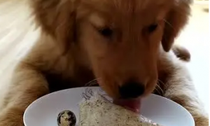 狗能不能吃粽子
