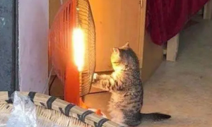 杂货店里的小猫咪，站在小太阳前面取暖，都快烤冒汗了！