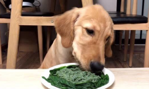 狗能吃菠菜吗