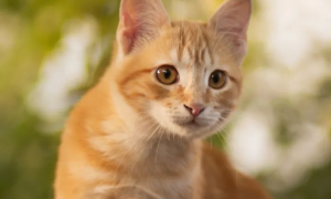 猫传染性腹膜炎的诊断与防治