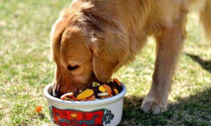 狗能吃糖吗