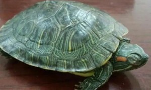 巴西龟在哪里睡觉比较好