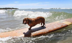 腊肠犬展现冲浪绝技 在社交网络上倍受关注