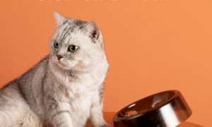 小红栗喂食碗：为你的猫咪带来更好的用餐体验