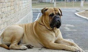大型犬多少公斤