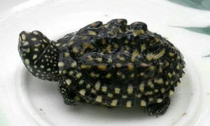 斑点池龟多少钱一斤