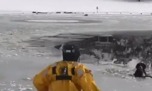 狗狗误坠冰湖无法动弹，消防员10秒救狗脱险：遛狗需注意！