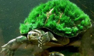 如何培育出绿毛龟