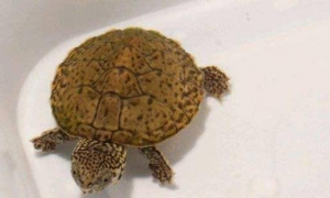 虎纹蛋龟是深水龟吗
