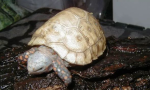 红腿陆龟多大可以繁殖