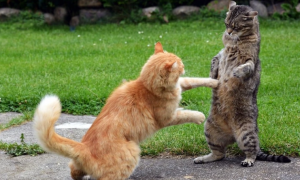 怎么判断猫打架还是玩耍