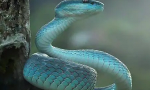 吉林居民区现百余条蛇续：蛇未捕尽 有人被咬伤