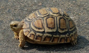 豹纹陆龟在中国是保护动物吗