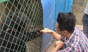 云南一村民从越南人手里买了两只宠物狗两年后才发现是黑熊